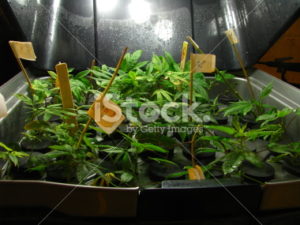 Marijuana plants in a cloner- closeup