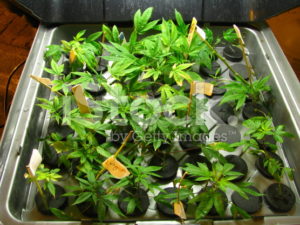 Marijuana plants in a  cloning machine