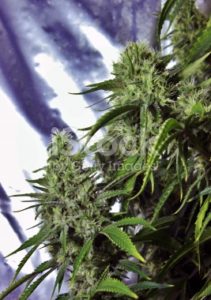 Marijuana Buds Ready To Harvest