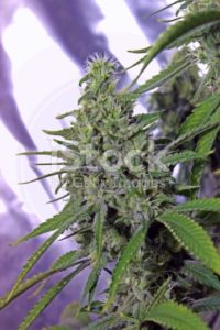 Marijuana bud against a purple background