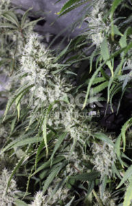 Frosted marijuana bud ready to harvest