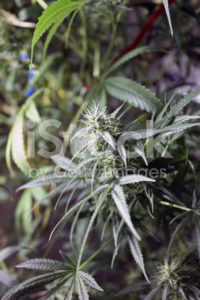 Young Marijuana Bud in Indoor Garden